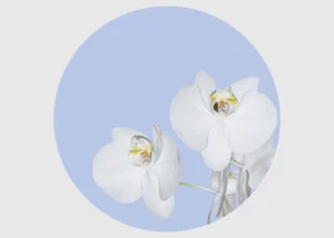 Wall Mural Orchid on Blue, 140 x 140 cm, CR 3300 - Image 2