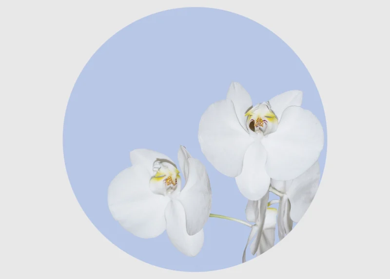 Wall Mural Orchid on Blue, 140 x 140 cm, CR 3300 - Image 2