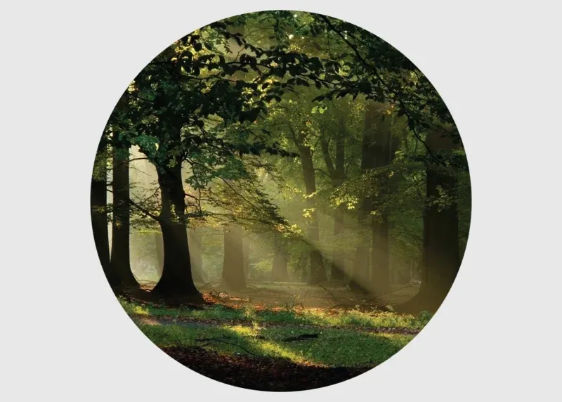 Wall Mural Magic Forest, 140 x 140 cm, CR 3310 - Image 2