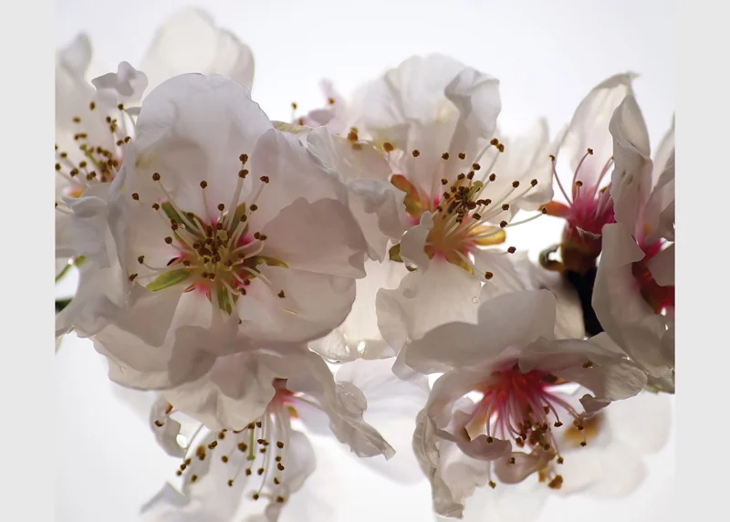 Curtain White Orchid, 180 x 160 cm, FCSXL 4809 - Image 4
