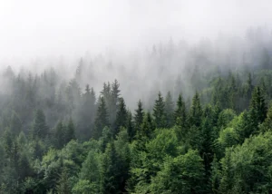 Wall Mural Misty Morning, 375 x 270 cm, FT5P 3031 - Image 2