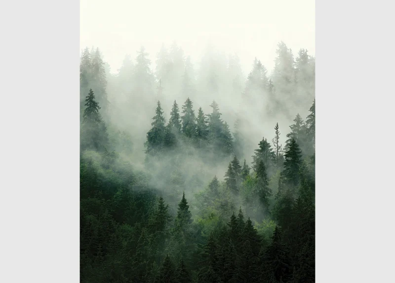 Wall Mural Misty Forest, 225 x 270 cm, FT3P 5903 - Image 2