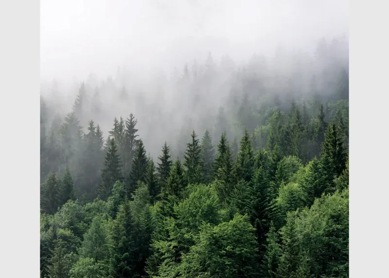 Wall Mural Misty Morning, 300 x 270 cm, FT4P 5701 - Image 2