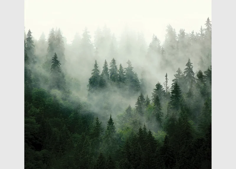 Wall Mural Misty Forest, 300 x 270 cm, FT4P 5703 - Image 2
