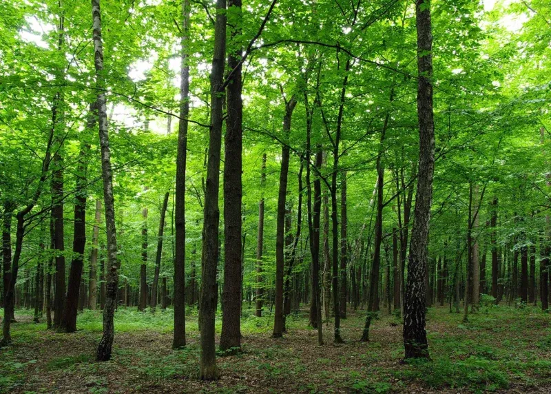 Wall Mural Green Forest, 375 x 270 cm, FTNS 2446 - Image 2