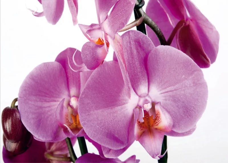 Wall Mural Violet Orchid, 375 x 270 cm, FTNS 2459 - Image 2