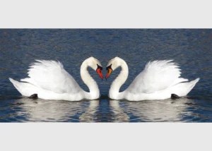 Wall Mural Swans, 202 x 90 cm, FTNH 2708 - Image 2