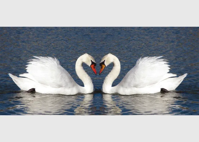 Wall Mural Swans, 202 x 90 cm, FTNH 2708 - Image 2