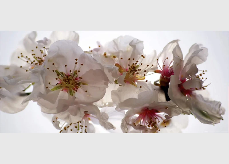 Wall Mural Tenderness, 202 x 90 cm, FTNH 2742 - Image 2