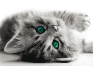 Wall Mural Kitten, 160 x 110 cm, FTNM 2605 - Image 2