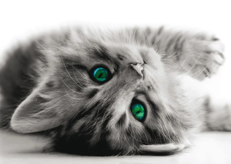 Wall Mural Kitten, 160 x 110 cm, FTNM 2605 - Image 2