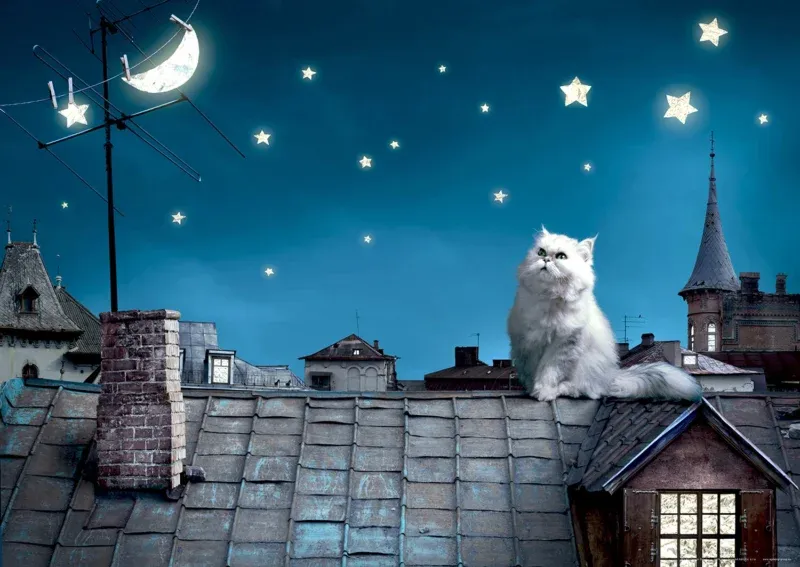 Wall Mural Cat on Roof, 160 x 110 cm, FTNM 2606 - Image 2
