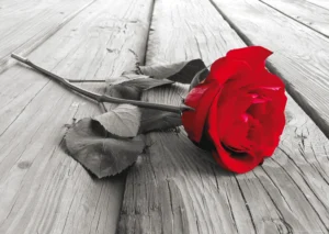 Wall Mural Red Rose, 160 x 110 cm, FTNM 2619 - Image 2