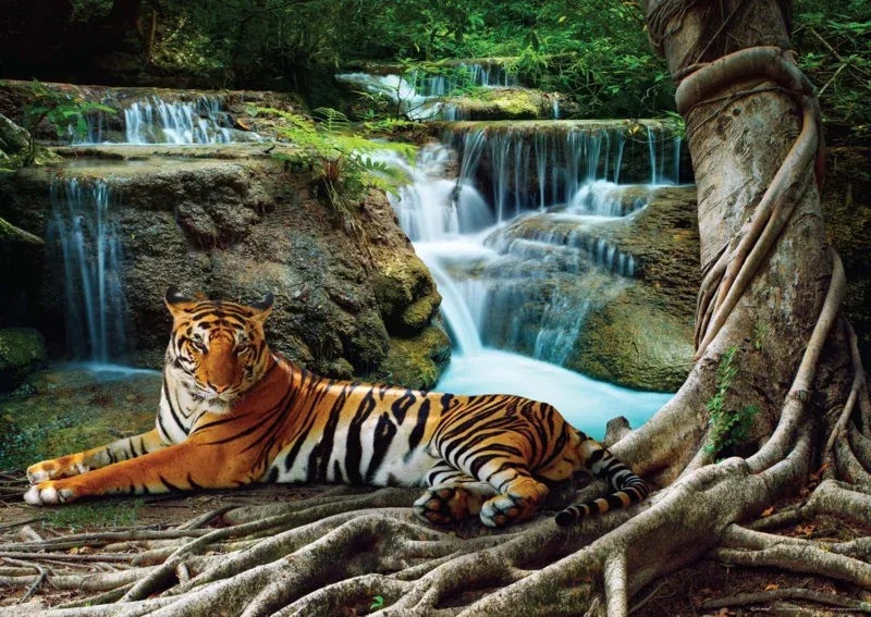 Wall Mural Tiger, 160 x 110 cm, FTNM 2652 - Image 2