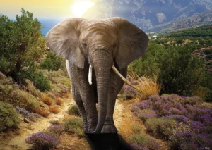 Wall Mural Elephant, 160 x 110 cm, FTNM 2671 - Image 2