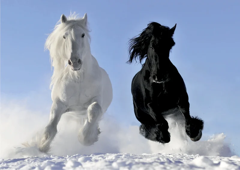 Wall Mural Horses, 160 x 110 cm, FTNM 2691 - Image 2