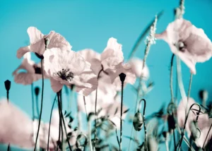 Wall Mural Poppies on Blue, 375 x 270 cm, FTNXXL 0118 - Image 2