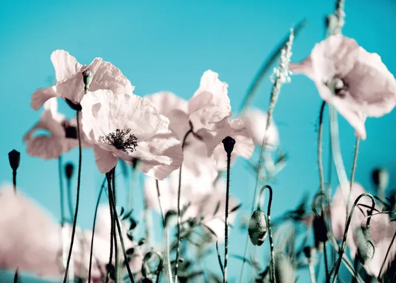 Wall Mural Poppies on Blue, 375 x 270 cm, FTNXXL 0118 - Image 2