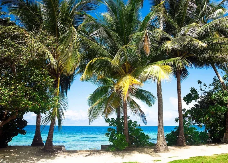 Wall Mural Palms, 375 x 270 cm, FTNXXL 0384 - Image 2