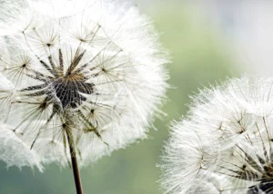 Wall Mural Dandelion, 375 x 270 cm, FTNXXL 0477 - Image 2