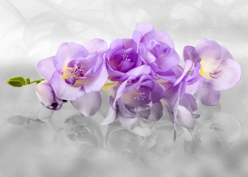 Wall Mural Orchids, 375 x 270 cm, FTNXXL 2400 - Image 2