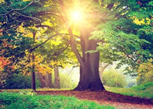 Wall Mural Morning Forest, 375 x 270 cm, FTNXXL 2424 - Image 2