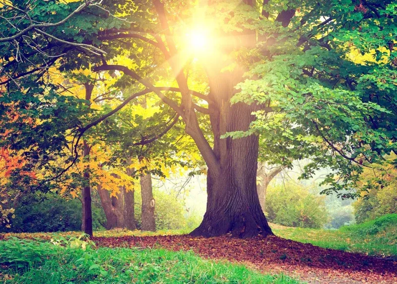 Wall Mural Morning Forest, 375 x 270 cm, FTNXXL 2424 - Image 2