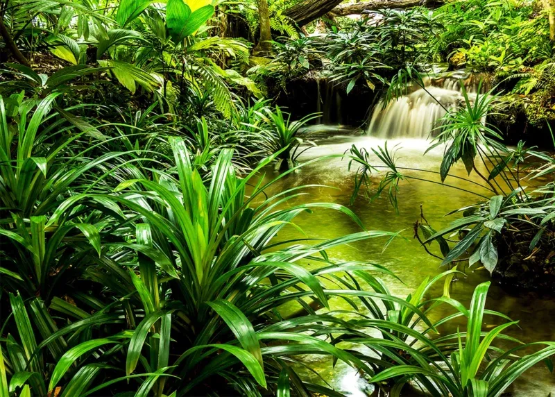 Wall Mural Jungle Waterfall Lagoon, 375 x 270 cm, FTNXXL 2491 - Image 2