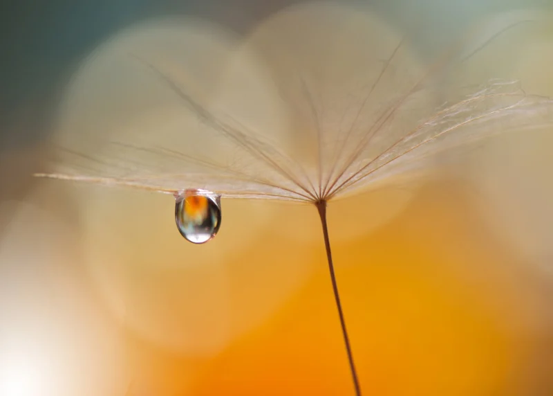 Wall Mural Morning Drop, 375 x 270 cm, FTNXXL 3020 - Image 2