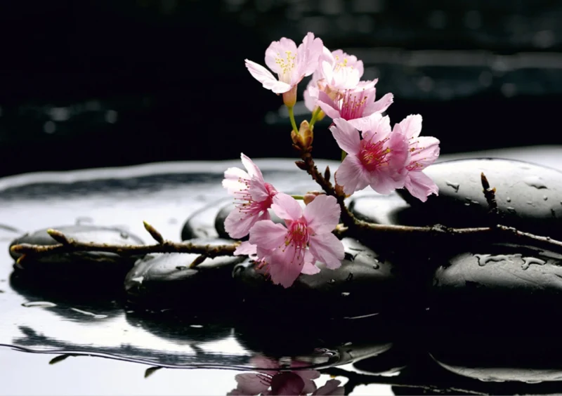 Wall Mural Floating Sakura, 360 x 254 cm, FTS 0185 - Image 2