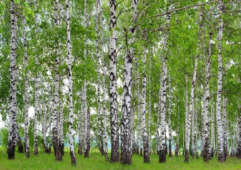 Wall Mural Birch Forest, 360 x 254 cm, FTS 1304 - Image 2