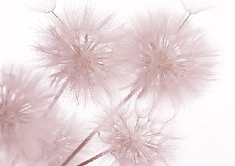 Wall Mural Tender Dandelion, 360 x 254 cm, FTS 1326 - Image 2