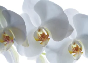 Wall Mural White Orchid, 180 x 127 cm, FTSs 0832 - Image 2