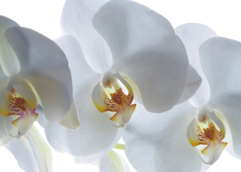 Wall Mural White Orchid, 180 x 127 cm, FTSs 0832 - Image 2