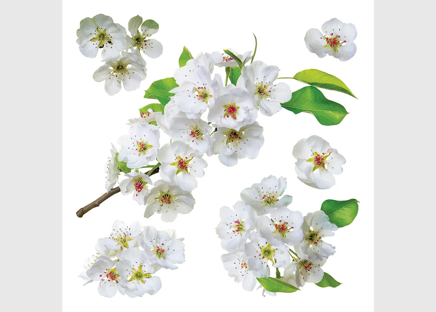 SS_3871 Wall Stickers Apple Blossom, 30 x 30 cm, SS 3871